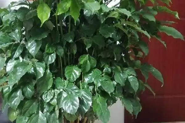 解决幸福树叶片发黄脱落的方法和重点?解决幸福树叶片发黄脱落要做好哪些细节?插图1 解决幸福树叶片发黄脱落的方法和重点?解决幸福树叶片发黄脱落要做好哪些细节?插图1