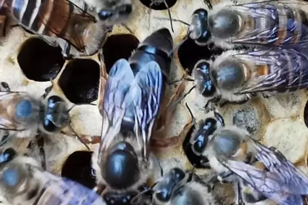 蜂王是指什么，是蜂群里面唯一能正常产卵的雌蜂插图1