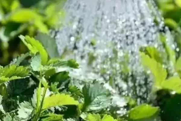 草莓空心如何预防，生长温度不要超过35℃插图2