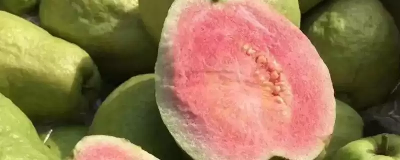番石榴红心和白心区别，果肉颜色明显不同-会东网