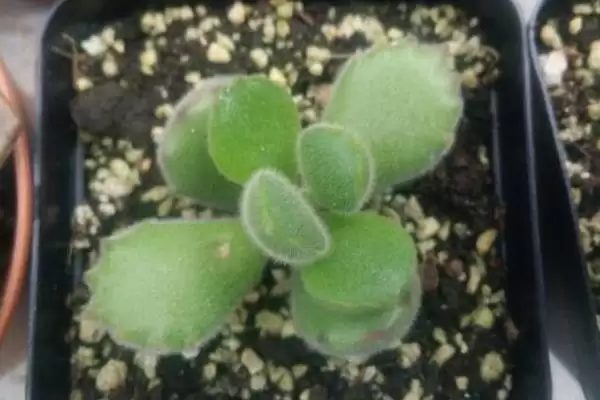 养殖熊童子的方法和重点?养殖熊童子要做好哪些细节?插图6 养殖熊童子的方法和重点?养殖熊童子要做好哪些细节?插图6