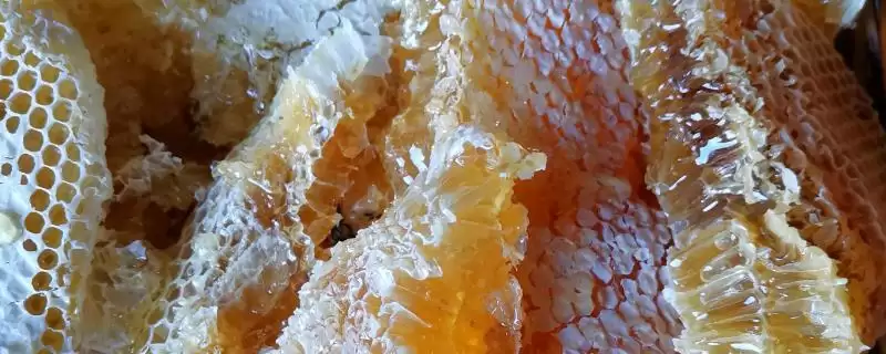真蜂蜜的价格，太便宜的蜂蜜不能买-会东网