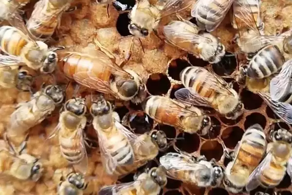 意蜂王多少钱一只，价格受颜色和产蜜能力的影响插图2