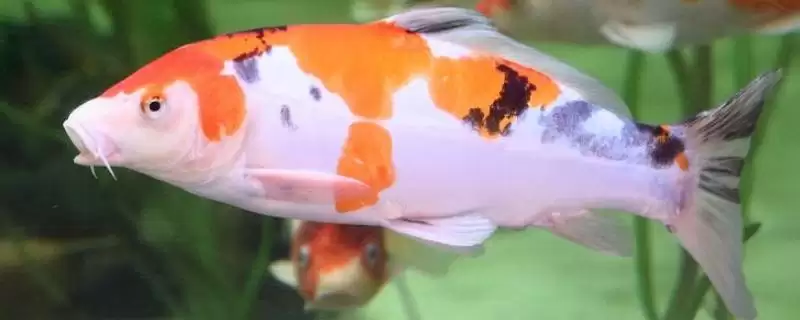 锦鲤粘液没了的救活方法 ,锦鲤粘液没了还能救活吗-会东网