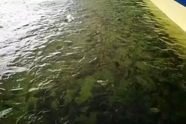 老虎斑的育苗方法 ,老虎斑育苗选鱼苗有何关键要点？插图3