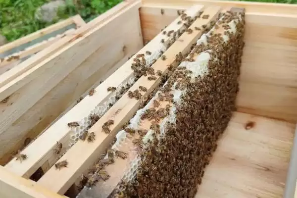 失王一个月后还能不能介王，失王时间过长会发生工蜂产卵插图2