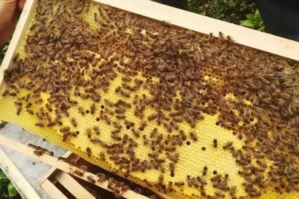 中蜂如何强群，介绍这十种方法及操作技巧插图1