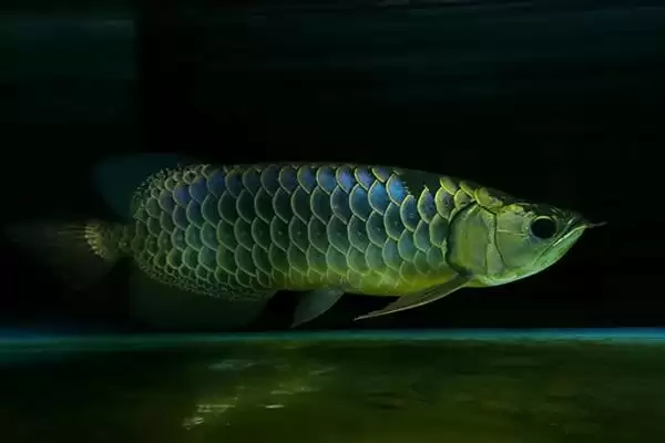 蓝底金龙鱼的灯光选择 ,蓝底金龙鱼为何可选超光灯等？插图6