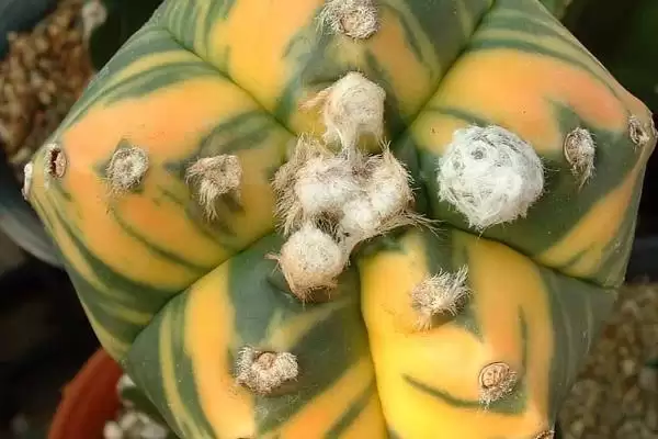 鸾凤玉烂根怎么解决 ,鸾凤玉烂根的处理方法是什么插图3