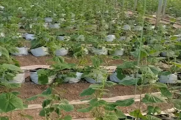 越冬水果型小黄瓜栽培技术的方法和重点？种越冬小黄瓜要做好哪些细节？插图3