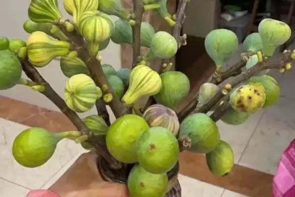 无花果有花吗，无花果有花插图4