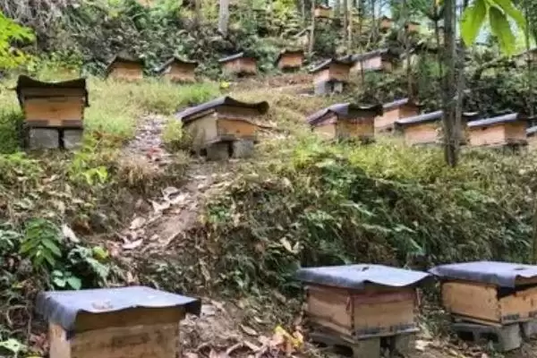 养殖蜜蜂的成本高不高，总投资并不算大插图4
