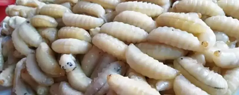 几月份虎头蜂蜂蛹最多，一般农历八九月最多-会东网
