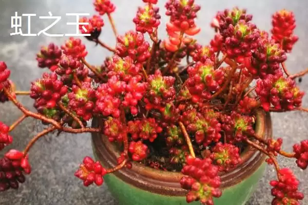 新手必看！姬胧月、虹之玉、冬美人等易养多肉植物推荐插图2
