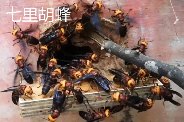 毒蜂的种类，常见以下10种插图3