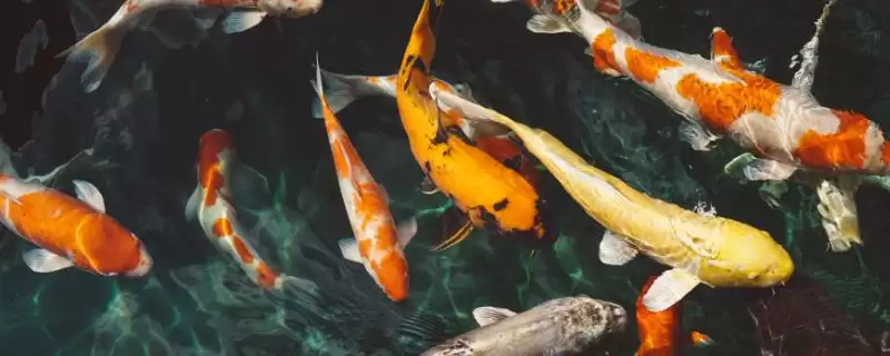 锦鲤产子前的症状 ,锦鲤产子前雄鱼有何症状呢-会东网