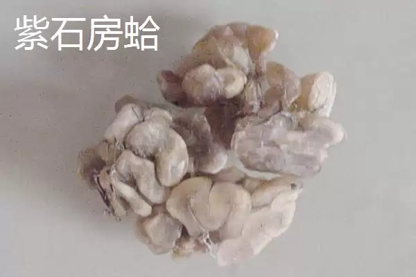 可食用贝类海鲜大盘点：蚬子、蛏子、北极贝等你品尝插图6