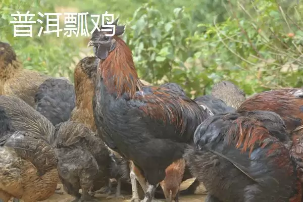 了解云南普洱特产的方法和重点？养鸡要做好哪些地方特产关联？插图7
