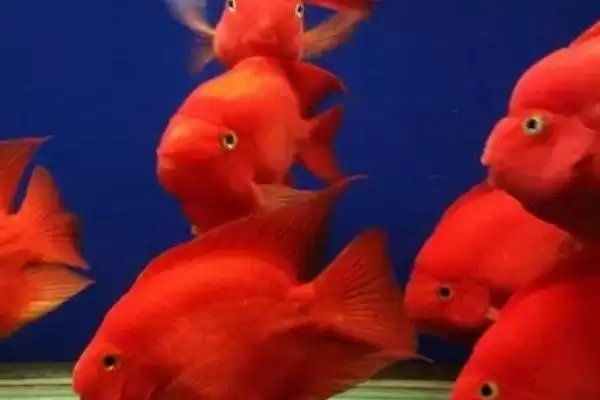 流动水适合养殖的鱼类 ,流动水养龙鱼有什么好处呢？插图5