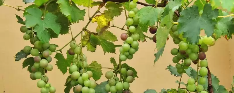 葡萄的藤本奥秘：缠绕藤本植物的独特魅力-会东网