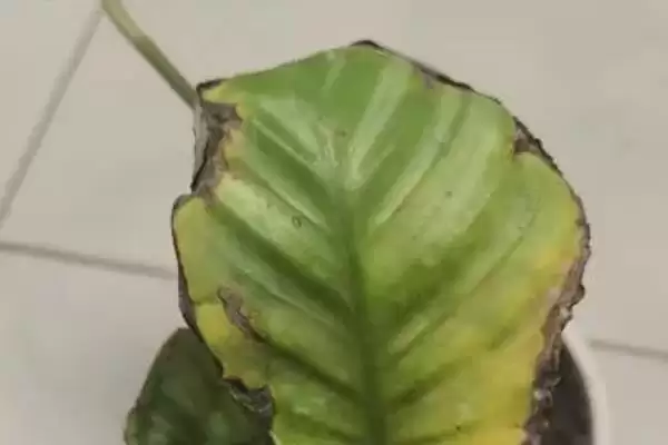 青苹果竹芋叶子焦边怎么处理,需进行遮阴处理插图4 青苹果竹芋叶子焦边怎么处理,需进行遮阴处理插图4