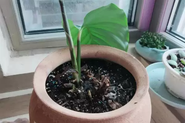 青苹果竹芋怎么养爆盆，在生长期每周施加一次稀薄的有机肥插图2