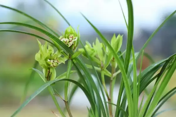 兰花的花语和象征意义 ,兰花有哪些花语及象征内涵？插图3