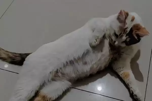 猫怀孕多少天会生产 ,猫的孕期时长是多久插图3