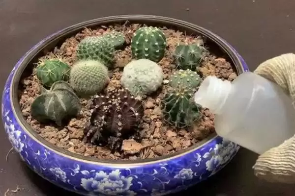 切开仙人球生根技巧：取出子球栽入土壤的操作要点插图3