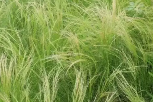 乌拉草的基本介绍和要点？了解乌拉草需关注哪些关键信息？插图6