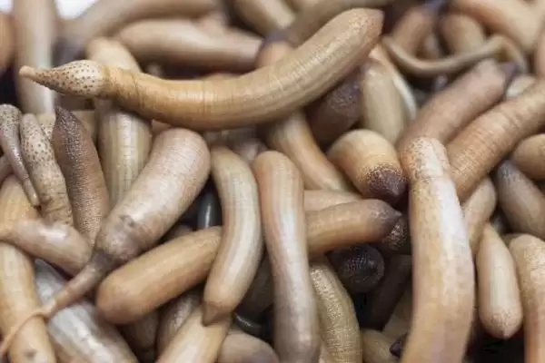 泥丁和沙虫的区别在哪?外观像钉子与肠子的奇妙生物插图4 泥丁和沙虫的区别在哪?外观像钉子与肠子的奇妙生物插图4