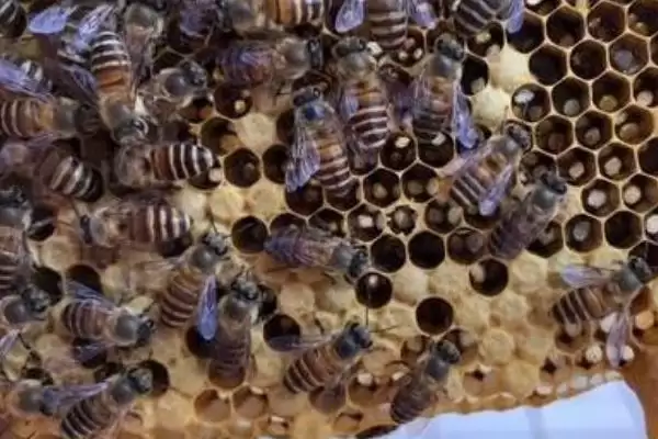 蜂王是如何产生的，分为自然分蜂王、自然交替王、急造王、人工王四种插图2