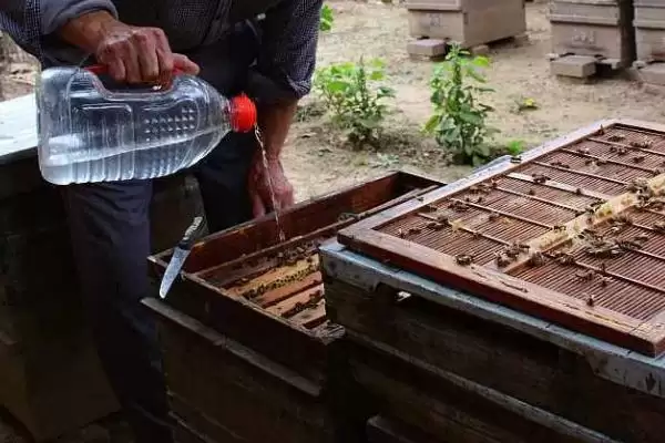 蜜蜂春繁的时间，主要取决于蜂种和气候条件插图1