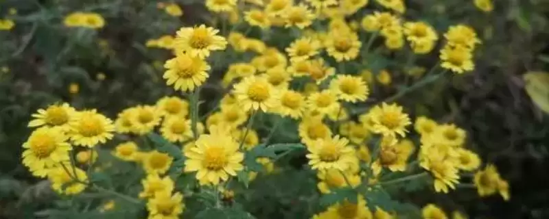 判断野菊花冬季是否会冻死的方法和重点？判断野菊花冬季是否会冻死要做好哪些细节？-会东网