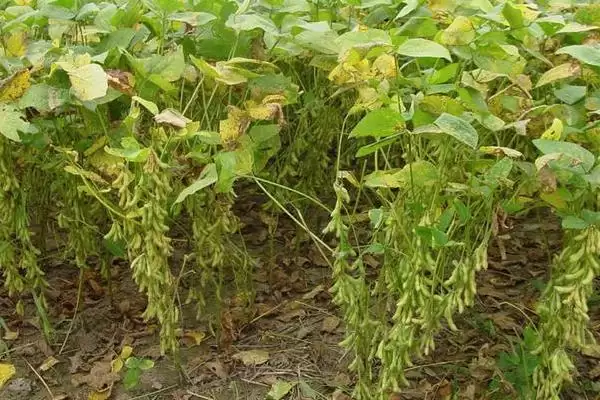 夏秋季避免烟粉虱蔓延的方法和要点？防治烟粉虱蔓延需注意什么？插图5