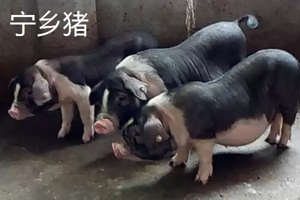 认识我国猪品种的方法和重点?养猪要做好哪些品种选择细节?插图3 认识我国猪品种的方法和重点?养猪要做好哪些品种选择细节?插图3