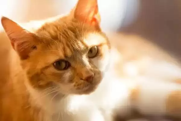 猫咪为什么会吐毛球呢 ,猫咪因毛难消化排出所以吐毛球插图2