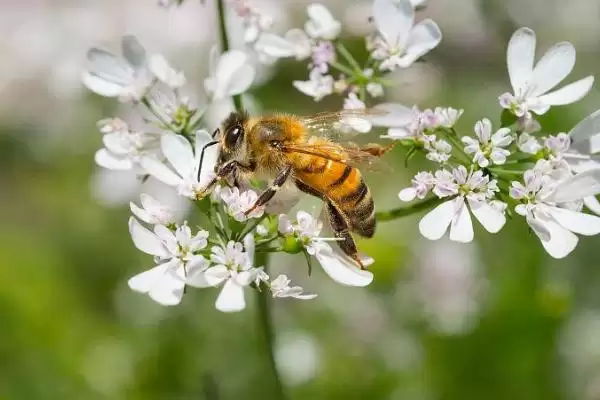 西方蜜蜂简介，是数量最庞大的蜜蜂之一插图5