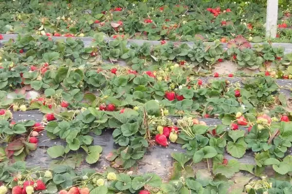 草莓采收后怎么管理，要追施复合肥并摘除匍匐茎和枯叶插图2