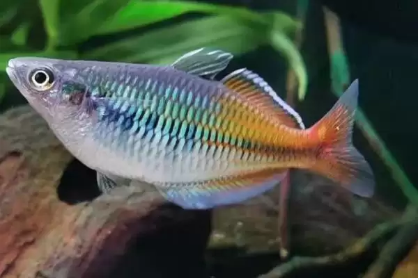 马达加斯加彩虹鱼好不好养 ,马达加斯加彩虹鱼饲养难不难插图6