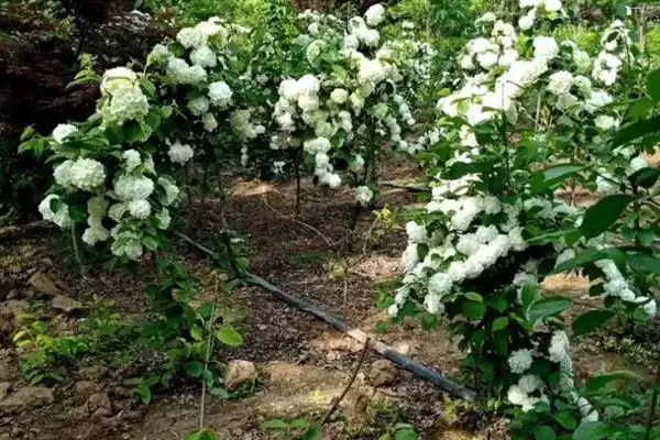 木绣球地栽的养护方法是怎样的呢,木绣球地栽最好栽种在半阴的环境当中插图2