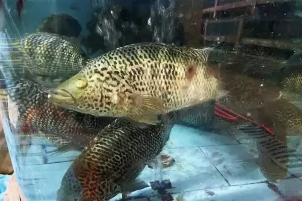 老虎斑的育苗方法 ,老虎斑育苗选鱼苗有何关键要点？插图5