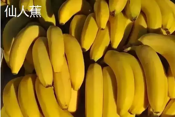 台湾香蕉的主要栽培品种，常见的有李林蕉、玫瑰蕉、旦蕉等插图5