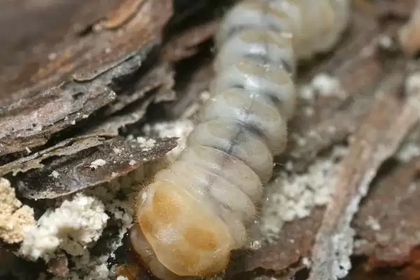 防治天牛幼虫的方法和重点?防天牛幼虫要做好哪些细节?插图4 防治天牛幼虫的方法和重点?防天牛幼虫要做好哪些细节?插图4