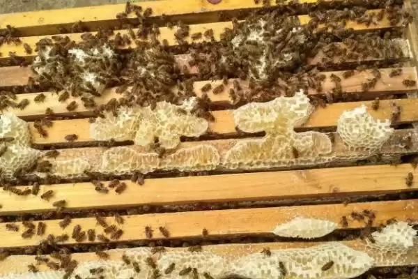 一箱蜜蜂一年产多少蜜，蜂种、蜜源、气候和技术均会影响产量插图1