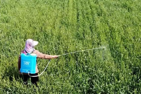 木霉菌具有什么样的作用呢,木霉菌能对抗控制植物病原、病毒等作用插图4