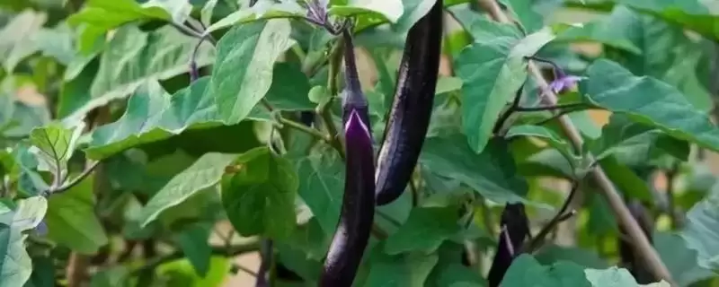茄子管理秘籍：合理施肥和浇水管理的要点-会东网