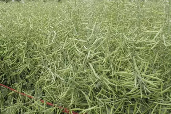 油菜籽高产品种有哪些，徽豪油26、华油杂50、陕油1209等品种的产量较高插图3