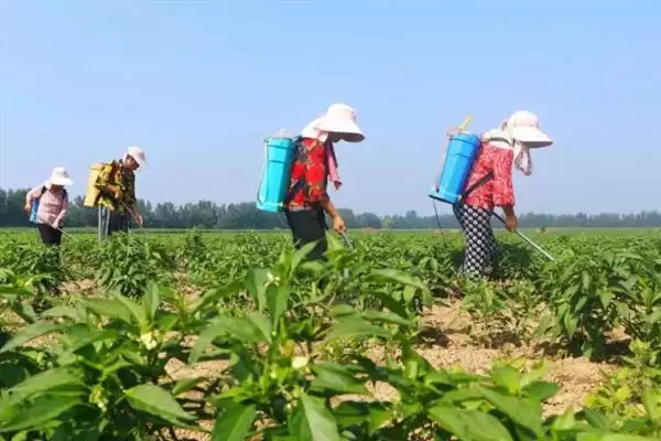 辣椒的叶面肥选择 ,辣椒开花坐果前为何施硼钙叶面肥？插图1