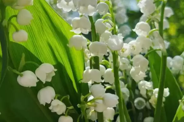 铃兰的植物简介 ,铃兰为什么是我国传统中药材？插图2